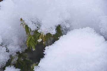 Image showing Japanese Acer In Snow