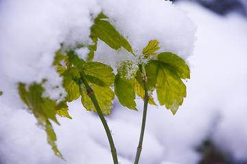 Image showing Ash Maple In Snow