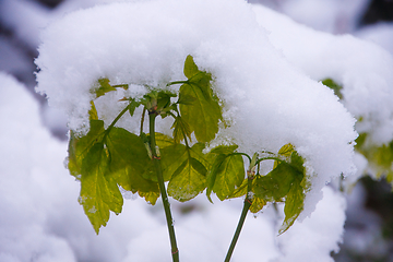 Image showing Ash Maple In Snow