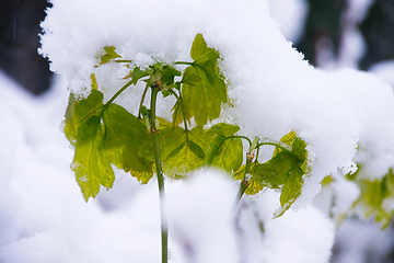 Image showing Ash Maple In Snow