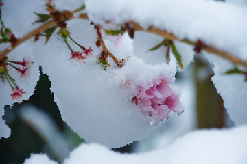 Image showing Japanese Cherry In Snow