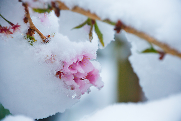 Image showing Japanese Cherry In Snow