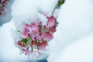 Image showing Japanese Cherry In Snow