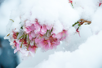 Image showing Japanese Cherry In Snow