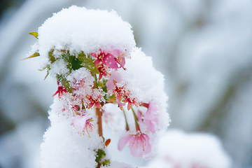 Image showing Japanese Cherry In Snow