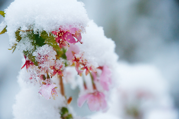 Image showing Japanese Cherry In Snow