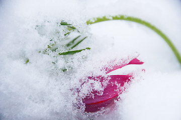 Image showing Pasque Flower In Snow