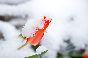 Image showing Tulip In Snow