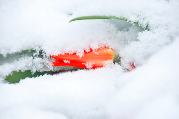 Image showing Tulip In Snow