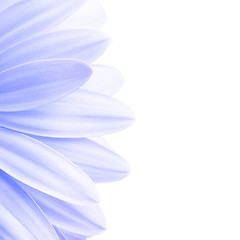 Image showing lavender petals highkey isolated