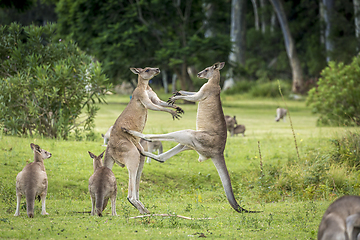 Image showing Knagaroo mid kick to another male kangaroo fight for dominance