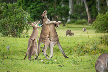 Image showing Female kangaroo tries to break up two males fighting