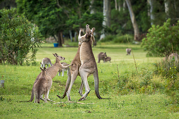 Image showing Two male kangaroos fighting