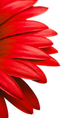 Image showing red daisy petals isolated on white