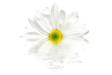 Image showing white daisy reflection isolated