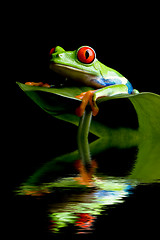 Image showing frog on a leaf isolated black