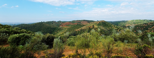 Image showing Picturesque Mediterranean landscape with hills covered with olive trees near La Brena reservoir in Spain