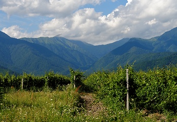 Image showing Vineyard rows on mountainous background in Kakheti, Georgia