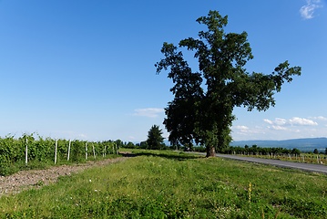 Image showing Rural landscape with tree in the vineyard in Kakheti, Georgia