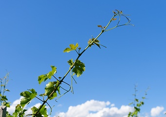 Image showing Vine shoot on bright blue sky background