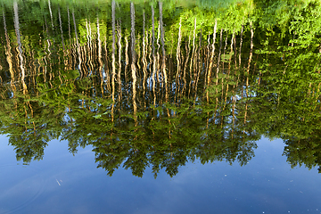 Image showing mirroring pine trees