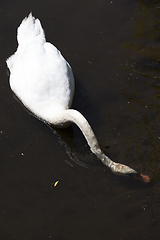 Image showing white swan with dirty head