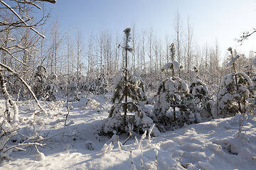 Image showing A young forest, in the winter