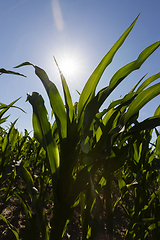 Image showing sun shining over corn