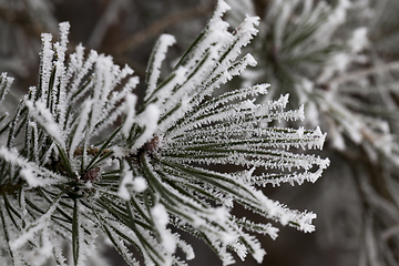 Image showing Needles in the frost