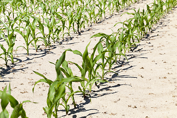 Image showing rows of green corn