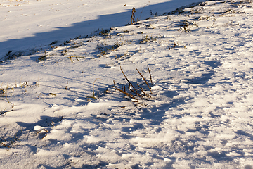 Image showing Snow after snowfall