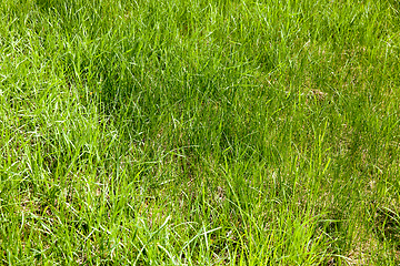 Image showing green thin grass