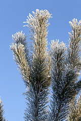 Image showing Pine with a frost