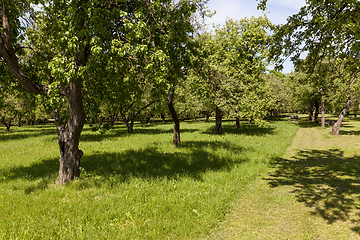 Image showing Green trees