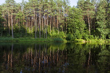 Image showing reflection of coniferous trees