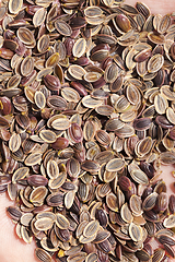 Image showing ripe brown dill seeds