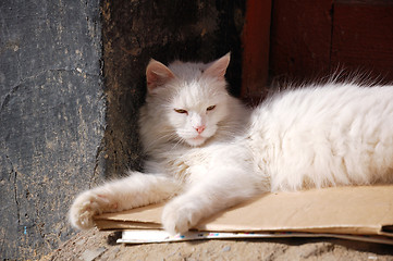 Image showing Cat basking in the sun