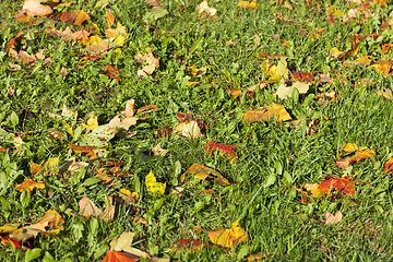 Image showing orange and yellow foliage