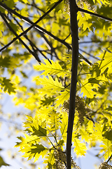 Image showing oak leaves