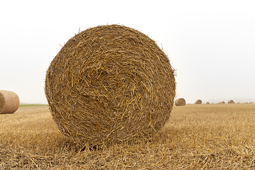 Image showing cylindrical bales of straw