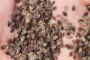 Image showing ripe brown dill seeds