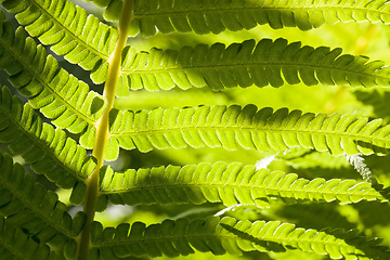 Image showing young fern plant