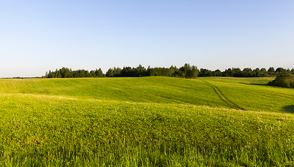 Image showing green grass hill