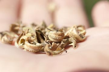 Image showing dry, mature marigold