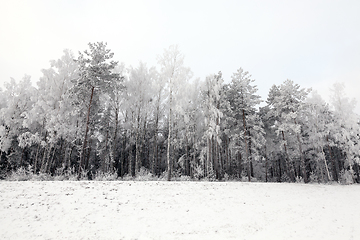 Image showing Frost in the trees