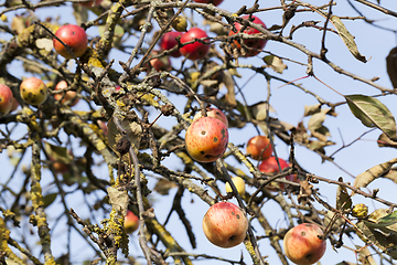 Image showing red apples on the branches