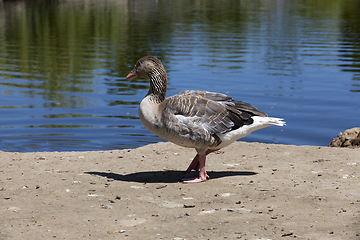 Image showing one goose