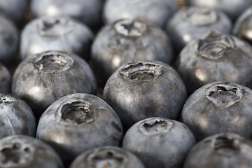 Image showing large ripe blueberries