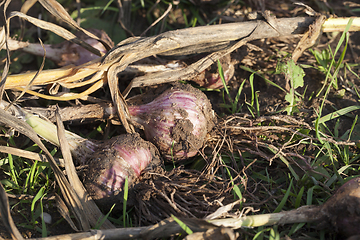 Image showing ripe dug garlic