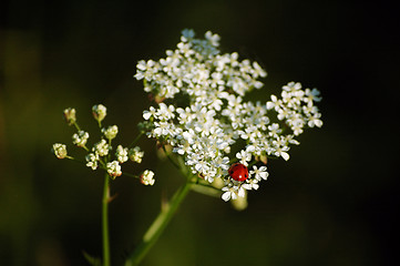 Image showing Ladybird on a flower